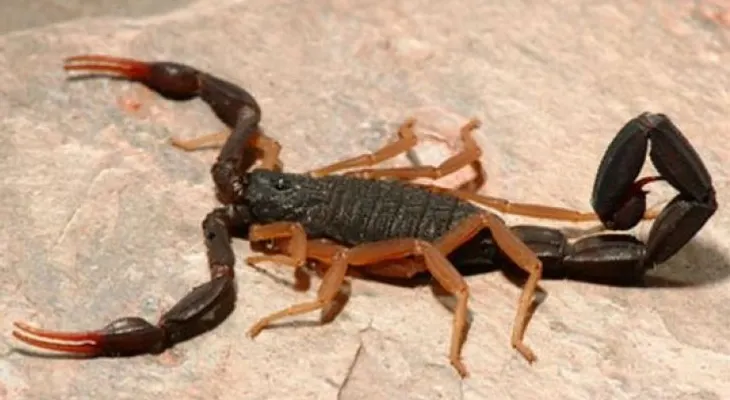 ¿Cómo evitar que las arañas y alacranes entren a tu casa?