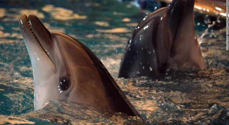 ¡Aletas a cubierta! Rusia quiere reclutar una nueva brigada de delfines