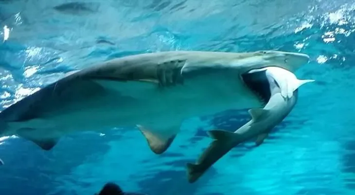Tiburón hembra devora un macho en un acuario (VIDEO)