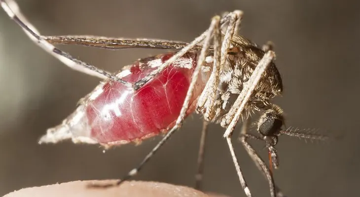 Sepa cómo los mosquitos eligen a sus víctimas