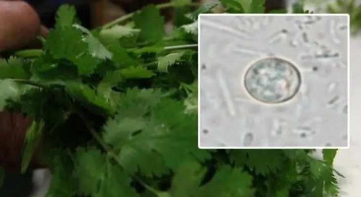 Más de 380 personas enferman en EEUU por comer cilantro 