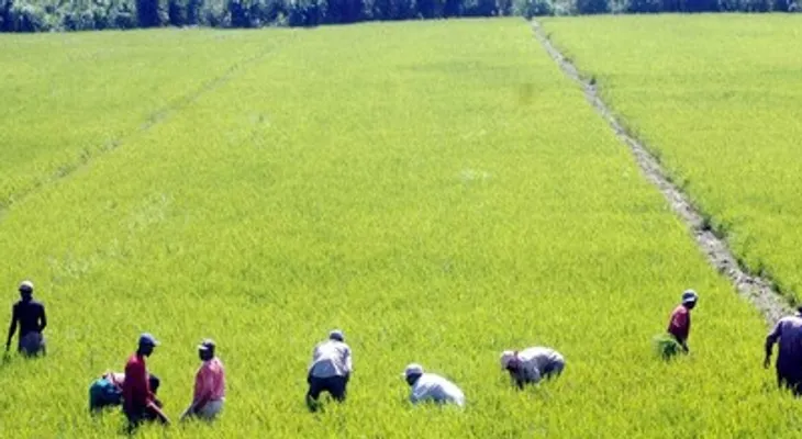 Arroceros dominicanos atribuyen reclamo de EE. UU. sobre decreto 693-24 a importaciones sin control