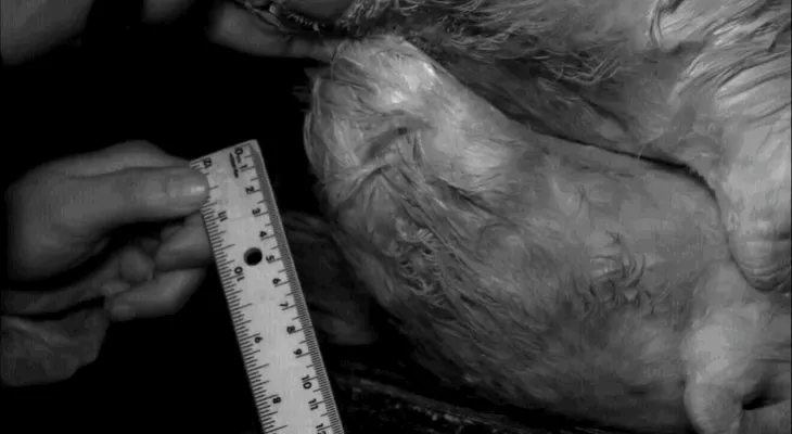Esto es el (descomunal) pene en espiral de un pato, y por fin sabemos por qué es así