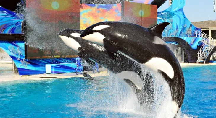 La asistencia a SeaWorld sigue bajando y el parque culpa a la Semana Santa