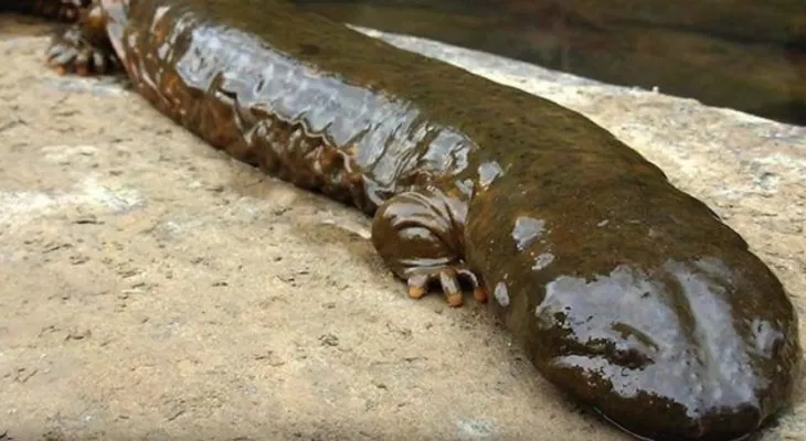 La mucosidad de la salamandra china podría facilitar la cicatrización