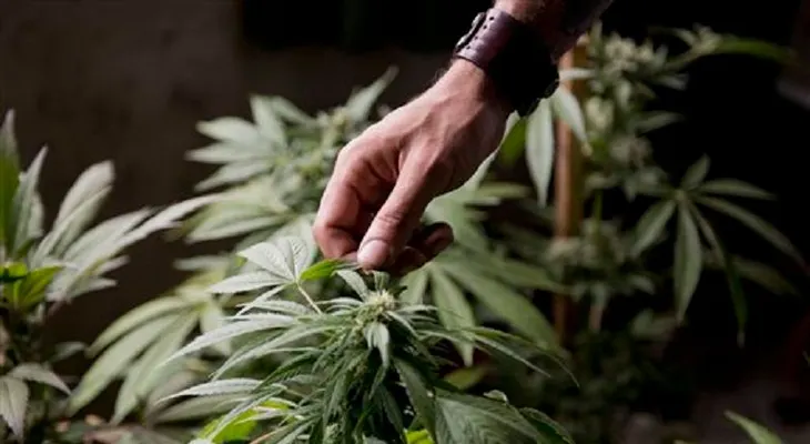 Francia autoriza medicamento derivado de marihuana