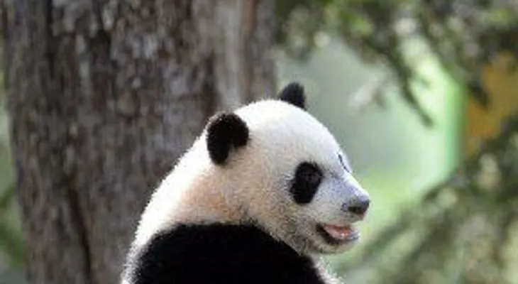 Hombre disfrazado de oso acosa a osa y sus oseznos