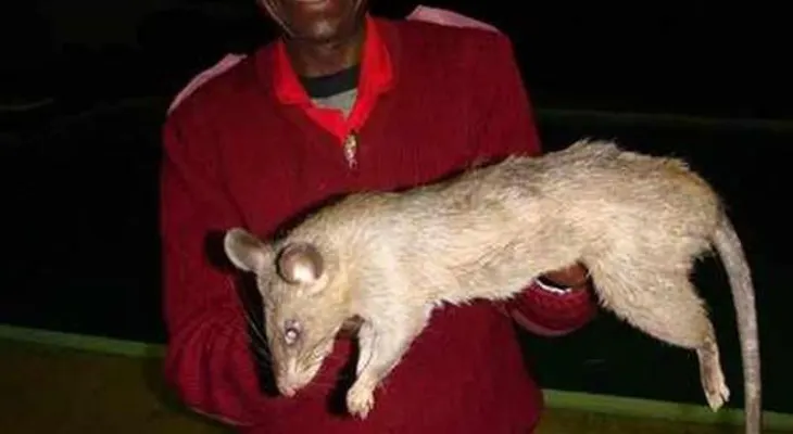 Abandonó a su bebé de tres meses para ir a una fiesta y la comieron ratas gigantes