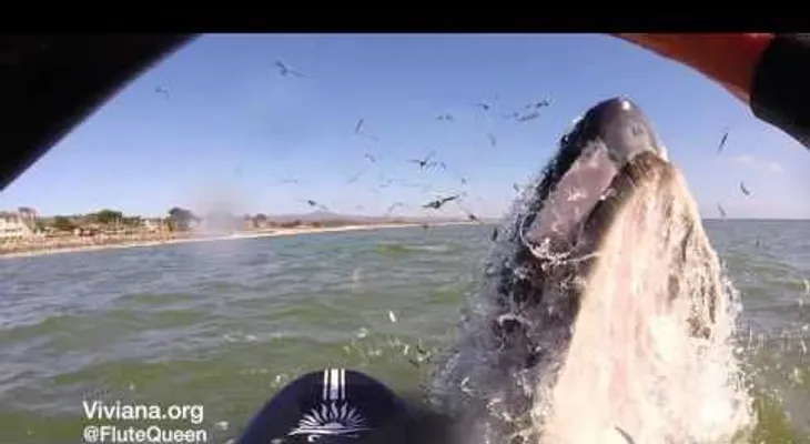 Una ballena sorprende a una surfista al intentar montarse en su tabla