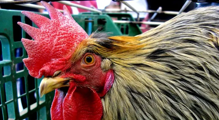 Un niño de 8 años, muere de un infarto tras ser violentamente atacado por un gallo