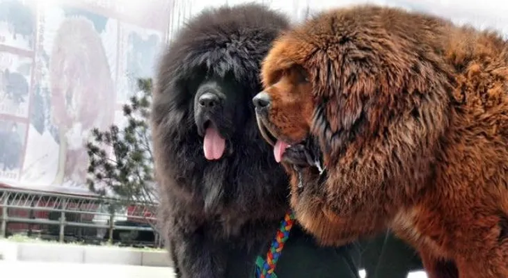 Esta es la raza de perro más rara y cara del mundo 23