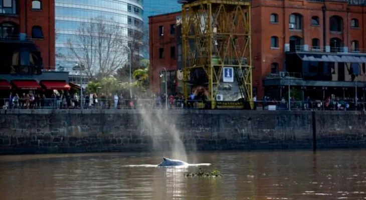  Ballena nada entre embarcaciones en Buenos Aires 
