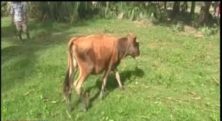 Un agricultor se enfurece porque hombres violan su becerra 