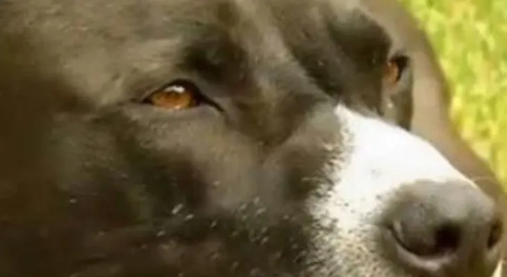 Perro "llamó" al 911 cuando vio que su dueño convulsionaba