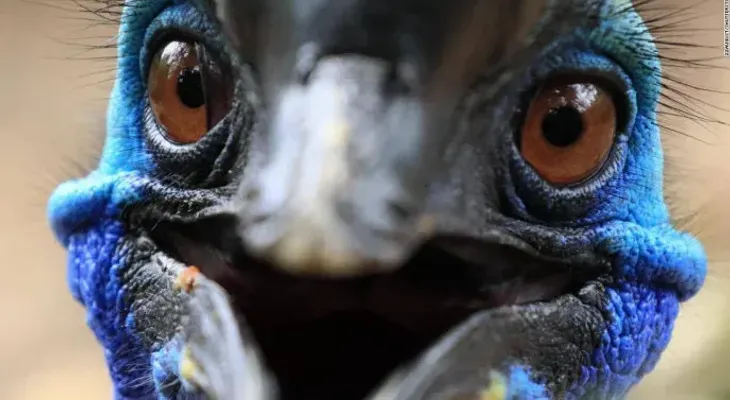 Los humanos del Pleistoceno tardío podrían haber incubado y criado polluelos