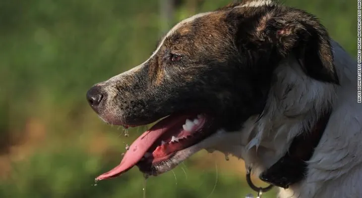 Encuentran fármaco usado para eutanasia en alimento para perros