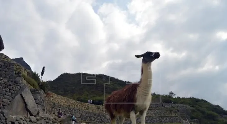 Anuncian hallazgo del "anticuerpo de alpaca más fuerte del mundo contra el COVID-19 