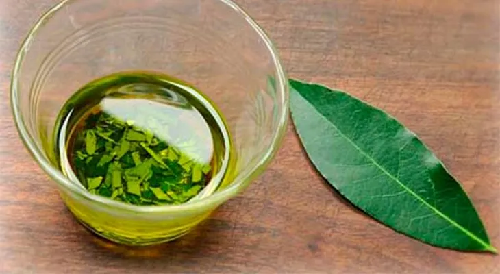 Beneficios del aceite de Laurel: milagroso producto mejora la circulación 