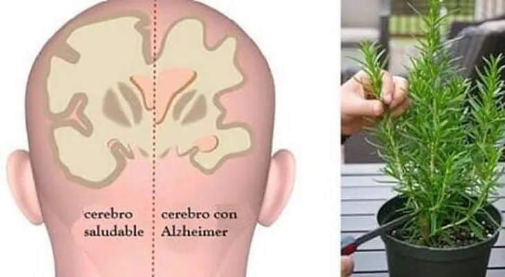 5 hierbas para protegerte de la depresión, el alzheimer y la ansiedad