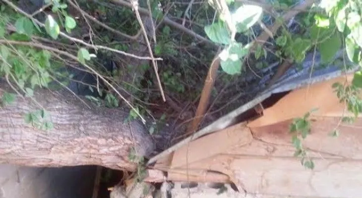 Caída de  árbol afecta tres viviendas en Santiago