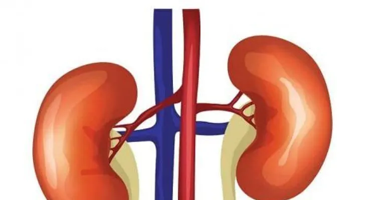 Estas plantas son muy efectivas para cada órgano de tu cuerpo