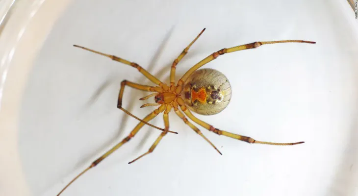Descubren araña venenosa en Chile nunca antes vista en el hemisferio sur