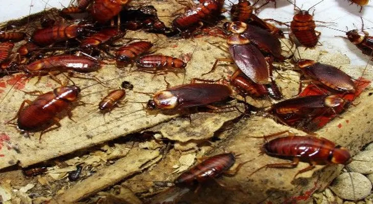Esto elimina todas las cucarachas de tu casa, sin usar productos tóxicos. Mas efectivo que los insecticidas