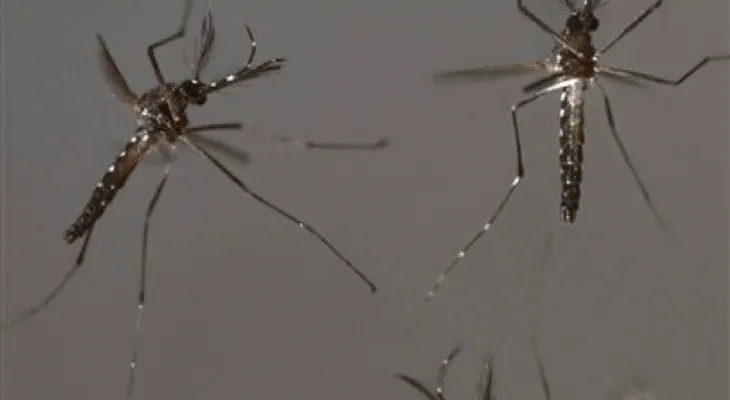 Reportan 25 casos de chikungunya en New Jersey