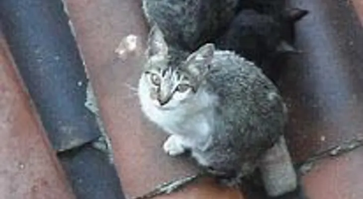 Por los fuertes arañazos de un gato, se salvaron 11 personas