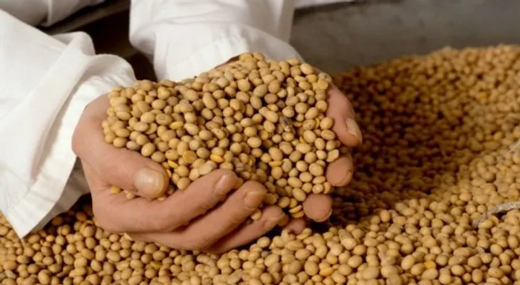 5 datos sobre beneficios de la soya 