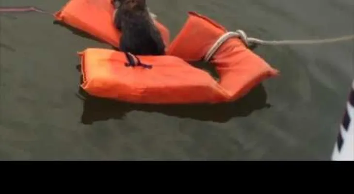 ¡Mapache a bordo! El rescate de un pequeño visitante inesperado