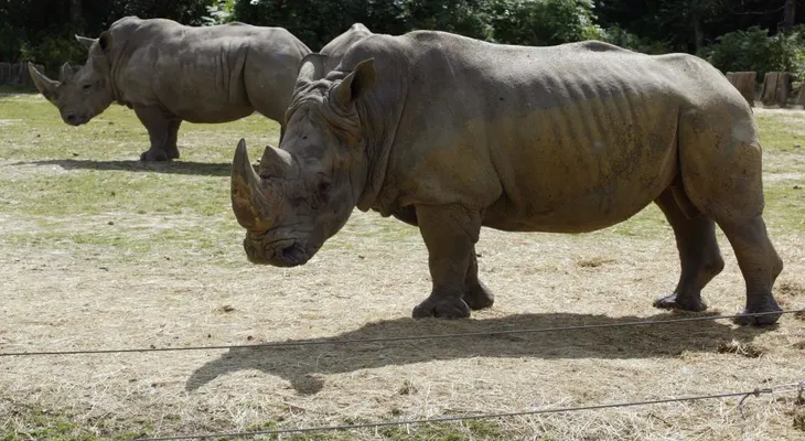 Cazadores matan a rinoceronte en zoológico de París para quitarle su cuerno