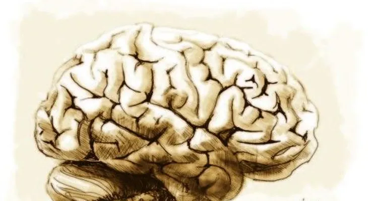 Las 100 cosas que no sabía del cerebro