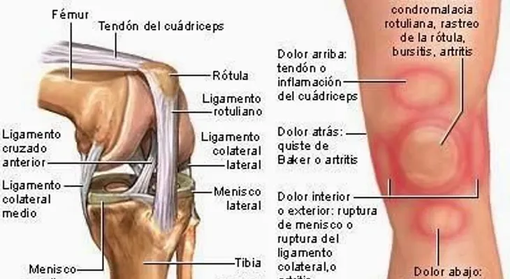 Consumo de batata retarda envejecimiento, previene cáncer y enfermedades