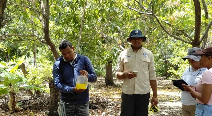 Agricultura implementa plan para erradicar la mosca de la fruta y reabrir exportaciones de mango a EE.UU.