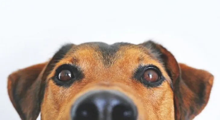 El perro entiende todo lo que le dice; lo dice la ciencia 