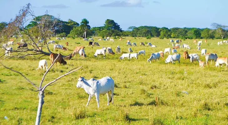 Ganaderos protestan en el Seibo por baja en precio de la leche