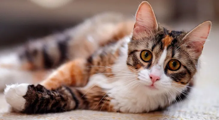 Implantan por primera vez marcapasos a un gato