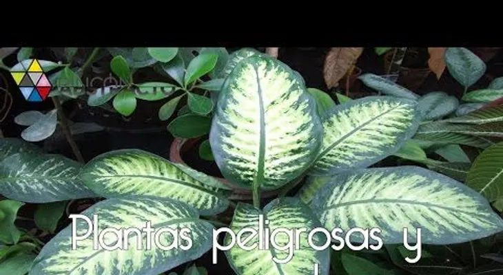 Algunas plantas en tus casas pueden contener venenos peligrosos 