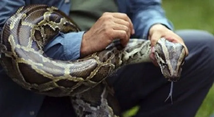  Serpiente pitón mata a guardia cerca de un hotel