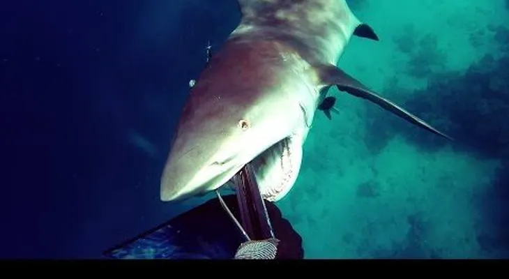 Aterrador ataque de un tiburón contra un pescador 