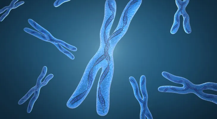 Tener dos cromosomas X explica las diferencias de envejecimiento entre sexos