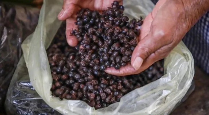 Nucú, la hormiga comestible que se atrapa en la época de lluvias en México