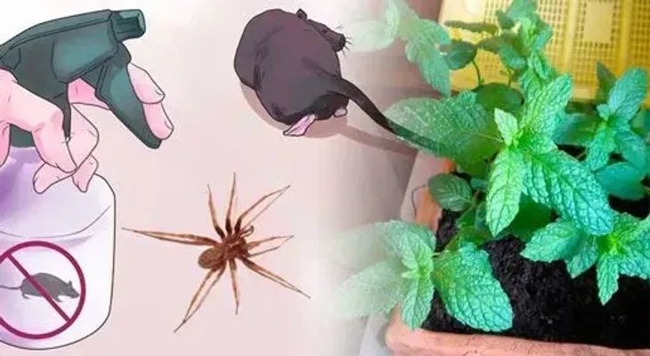 Receta natural para alejar cucarachas, arañas y otros bichos del hogar