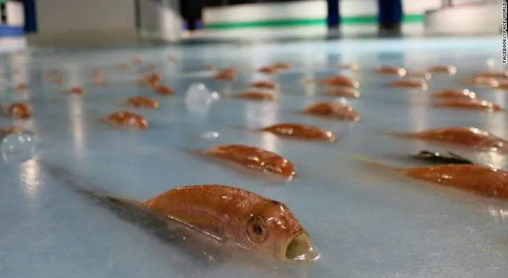 Parque de diversiones se disculpa por congelar 5.000 criaturas marinas en una pista de patinaje