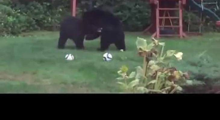 Dos osos se cuelan en un jardín para "jugar al fútbol"