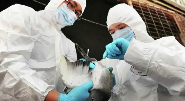 Confirman un caso de gripe aviar en una granja del Reino Unido