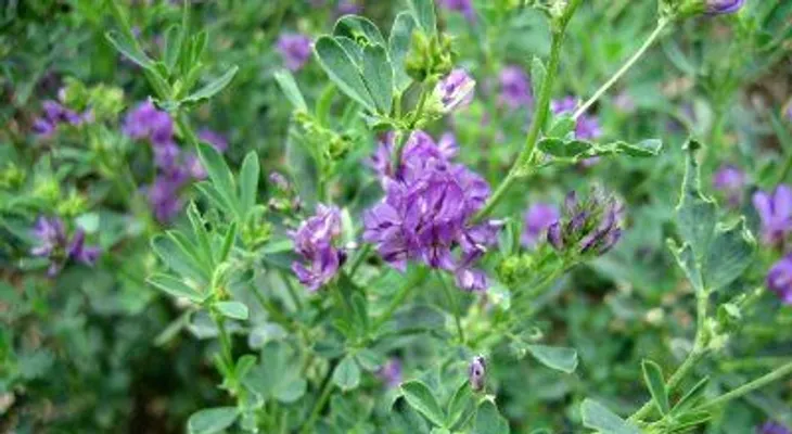 Quitan flor diente de león había germinado en oreja de una niña