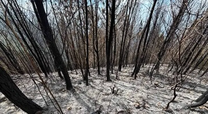 Incendio en Bahoruco arrasa con bosque de pinos sembrado hace 25 años por una familia