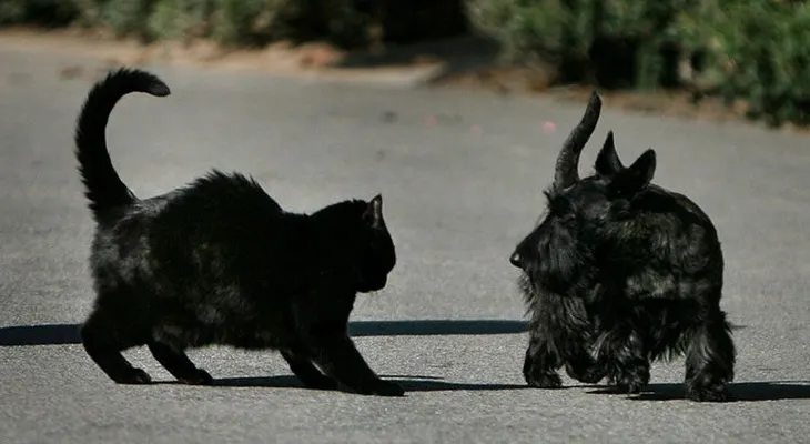 Furia de titanes: Científicos reabren el debate entre los amantes de los perros y los gatos